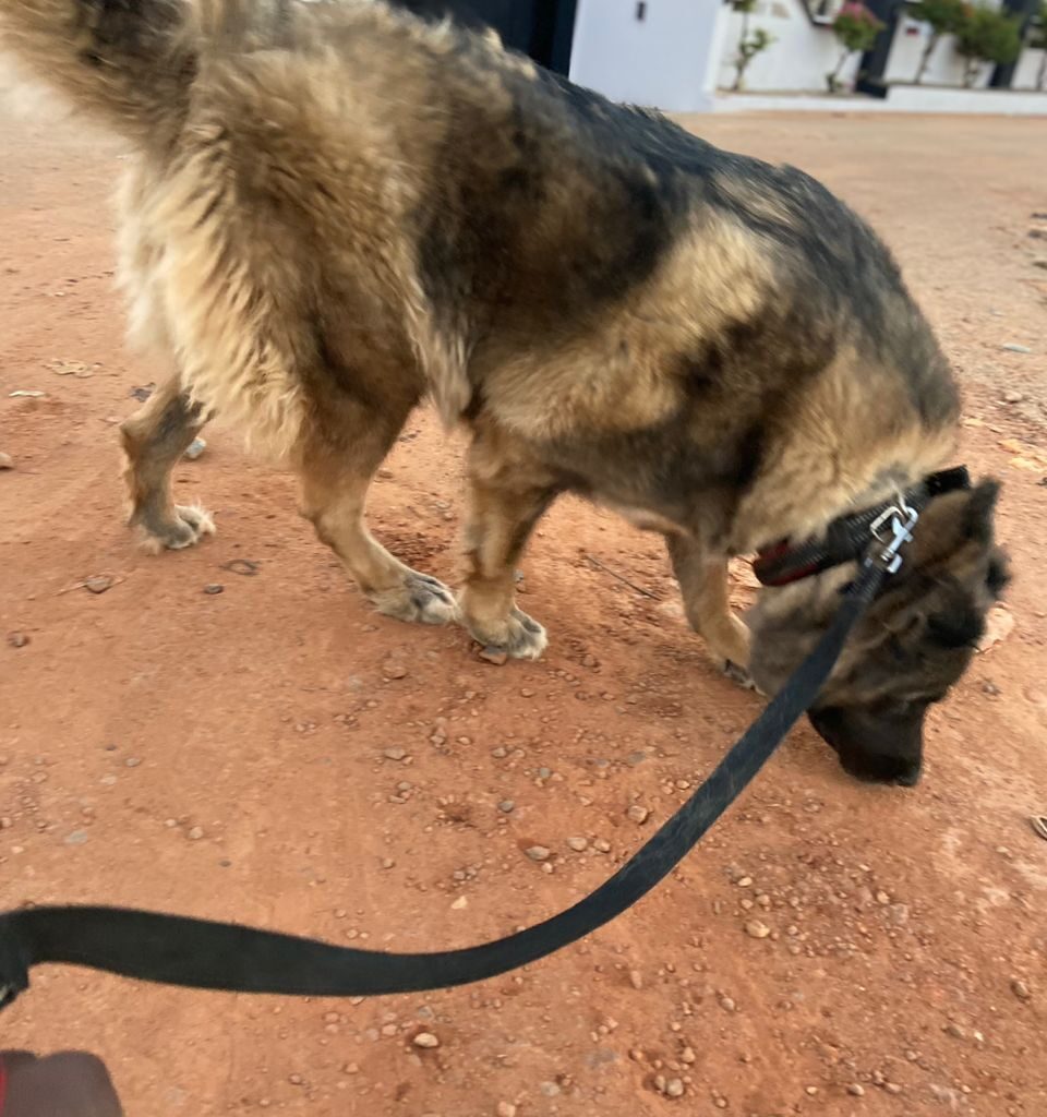 Caucasian Ovcharka Shepherd