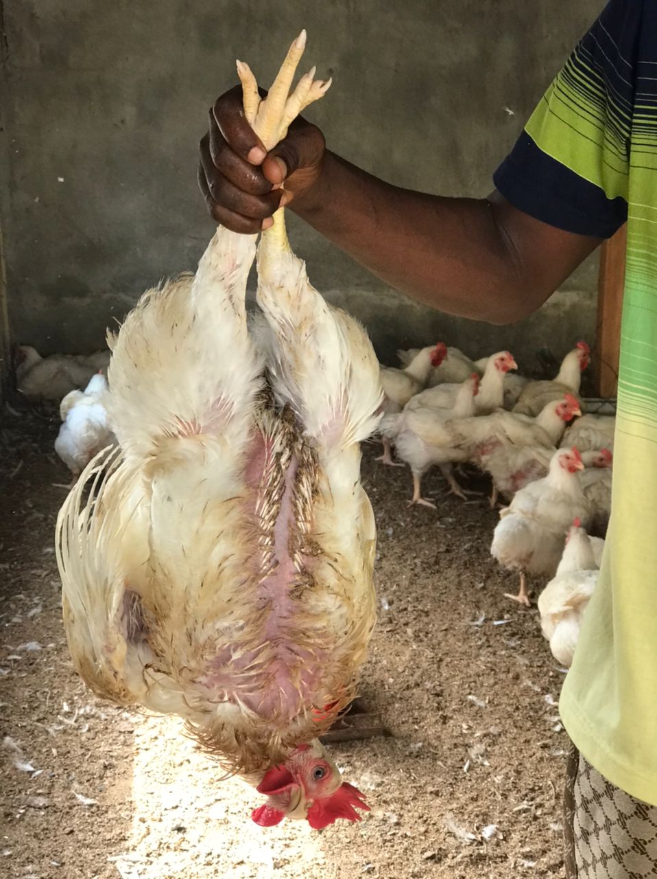 Chicken